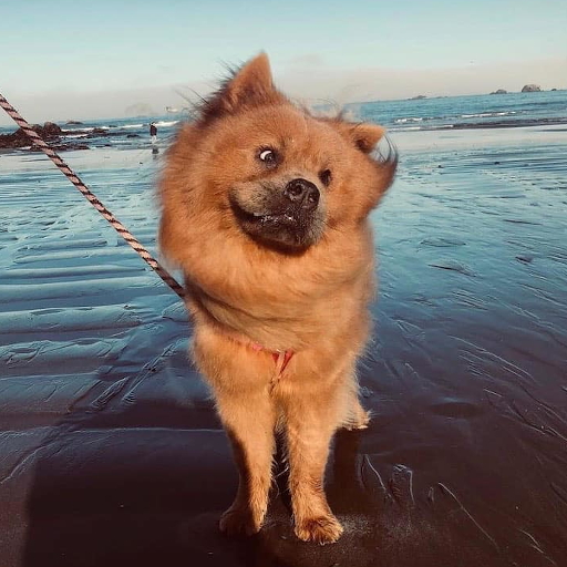 Photo of the author.